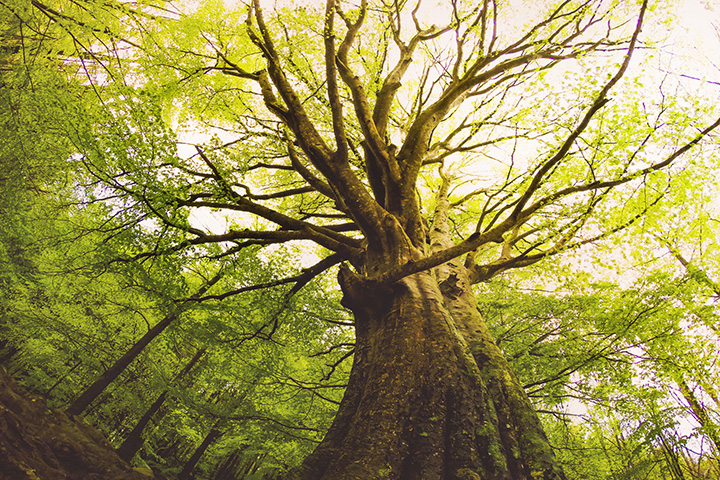 A view looking up at a giant tree with many branches in a forest