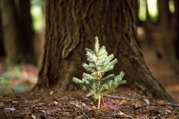 A small evergreen seedling growing in front of the trunk of a large tree.