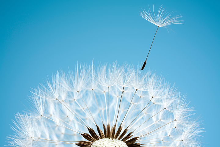 A dandelion that has gone to seed, with one seed floating away