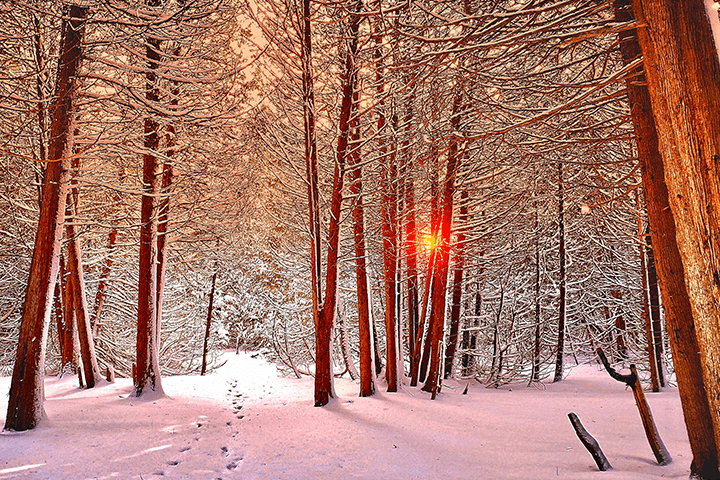 A beautiful wintery scene in the middle of a forest, with foot prints making a path in the snow, and a bright sunlight shining through the trees.