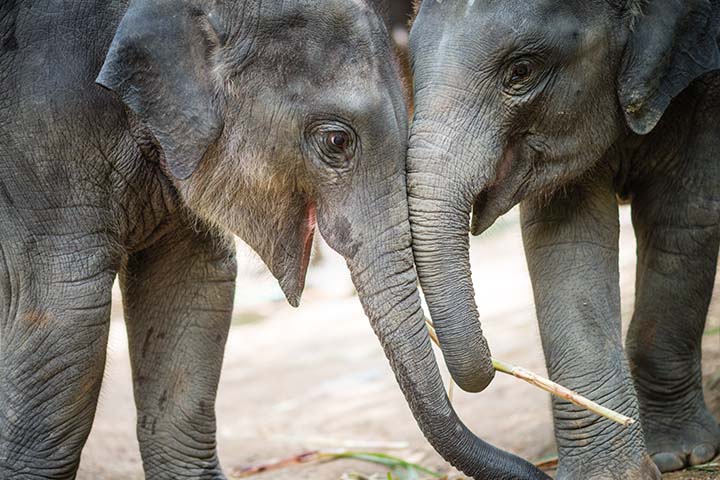 Two baby elephants nuzzling their heads together and playing with a stick