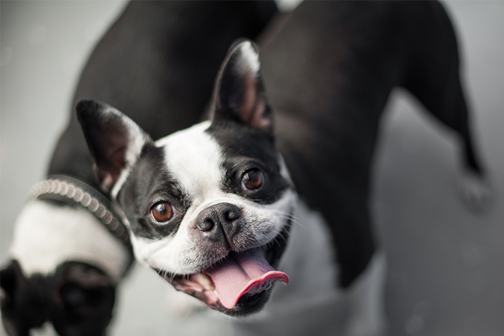 Two black and white French Bulldogs with one looking into the camera smiling