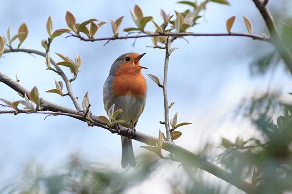 A robin bird singing while perched on a branch in a tree