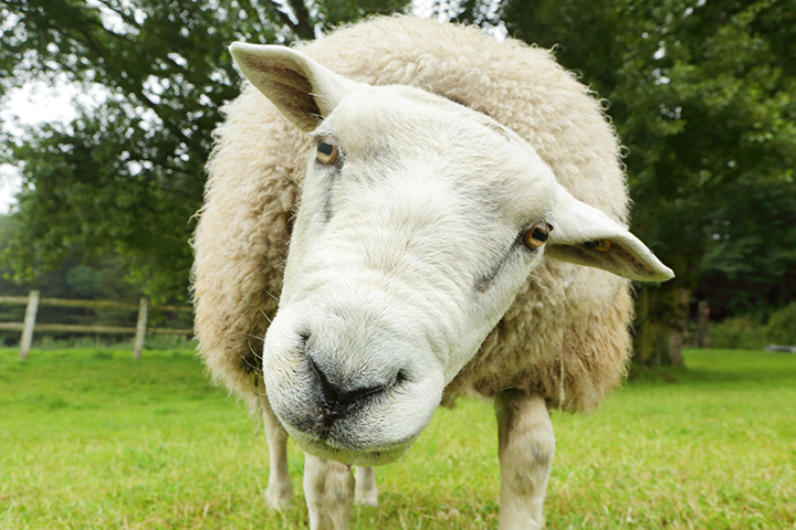 Close up of a white wooly sheep who is looking into the camera curiously.