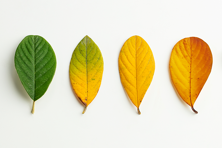 Four leaves changing colour, transforming from green on the left to orange on the right.