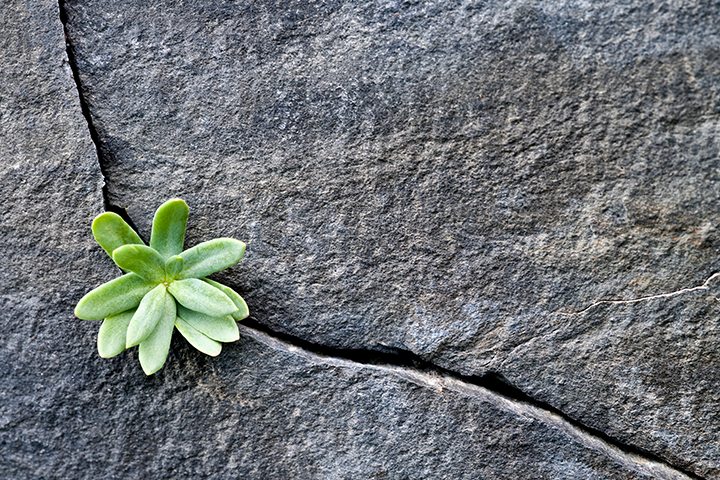 Concrete pavement with a green plant growing out of a large crack.